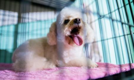Snapshot of Crate Training Older Dog Health Issue